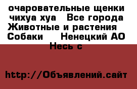 очаровательные щенки чихуа-хуа - Все города Животные и растения » Собаки   . Ненецкий АО,Несь с.